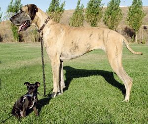 571px-Big_and_little_dog_1