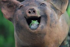 tree-frogs-laughter public domain