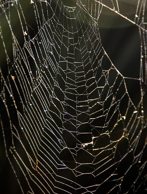 spider web trap public domain – Susan Solovic